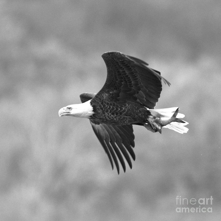 Eagle After A Successful Hunt Crop Black And White Photograph by Adam Jewell