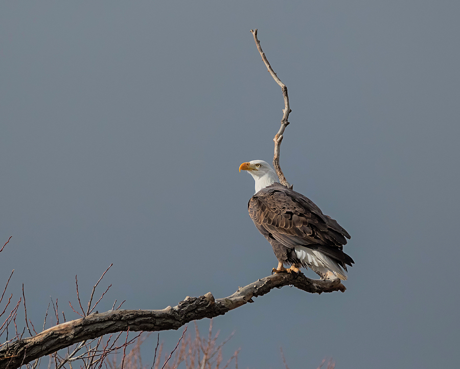 Eagle Against a Dark Sky Photograph by Loree Johnson