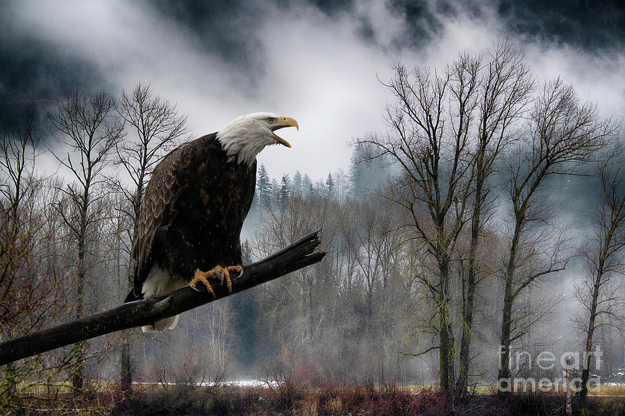 Bald Eagle Along The Frazer River 3 Photograph by Bob Christopher