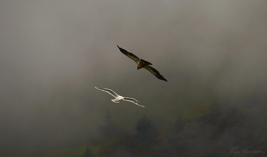 Eagle and Gull Photograph by Ron Monsour