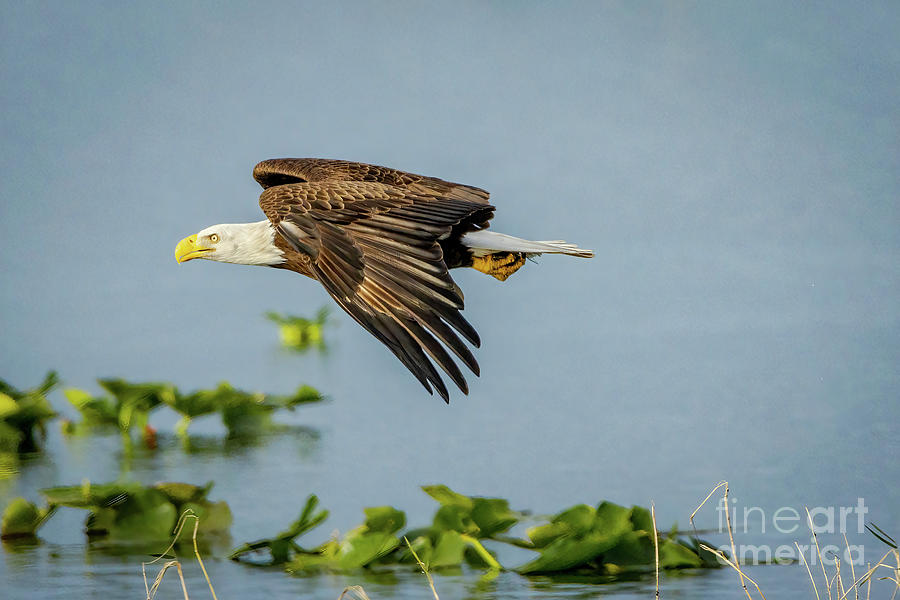 Eagle and Lily Pads Photograph by Tom Claud