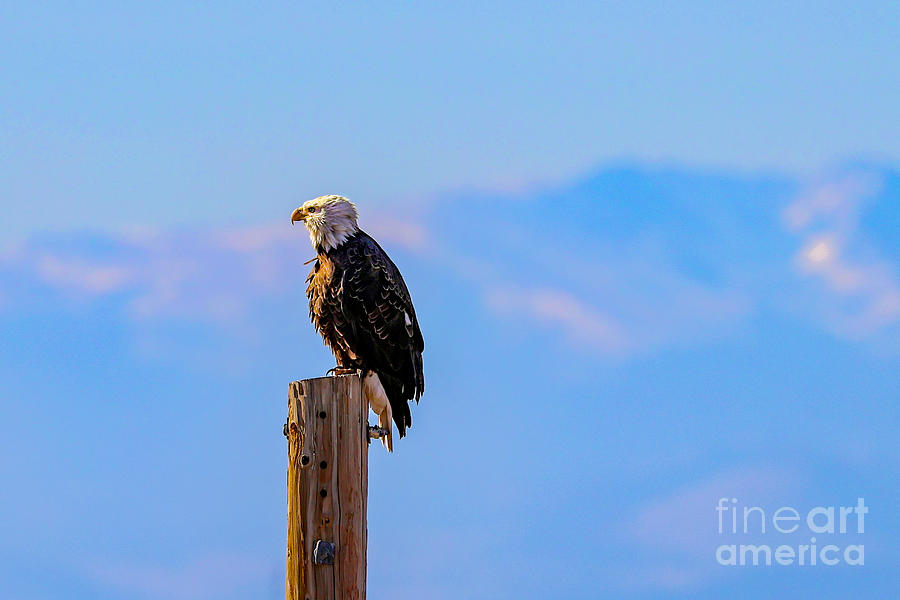 Eagle and Mountains  Photograph by Shirley Dutchkowski