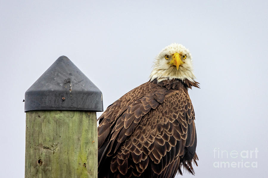 Eagle and Post Photograph by Tom Claud