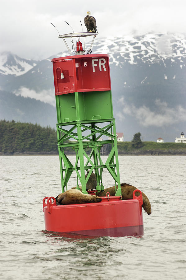 Eagle and Seals on Buoy in Auke Bay of Alaska Photograph by James C Richardson