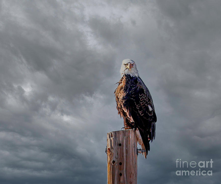 Eagle and Storm Clouds Photograph by Shirley Dutchkowski