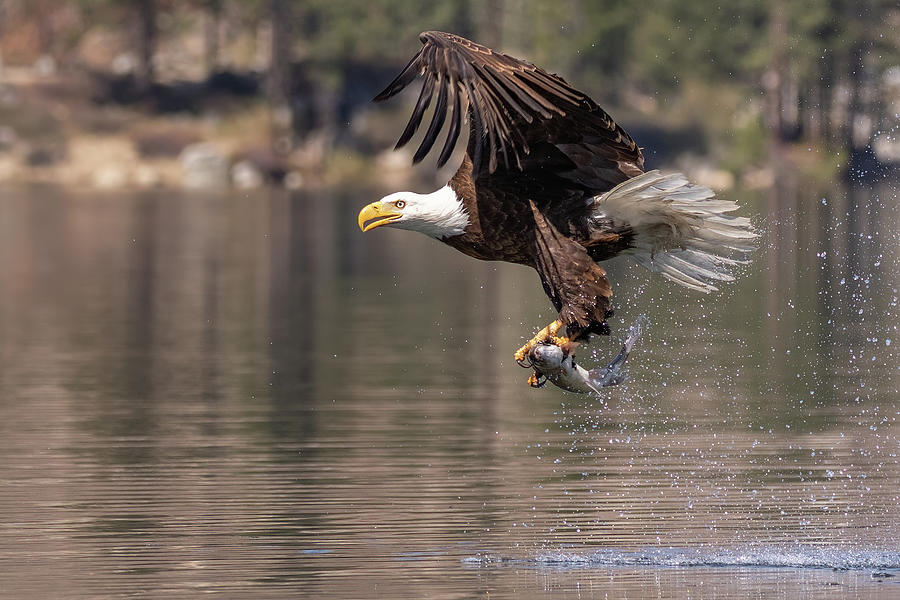 Eagle Photograph - Eagle and Trout by Randy Robbins