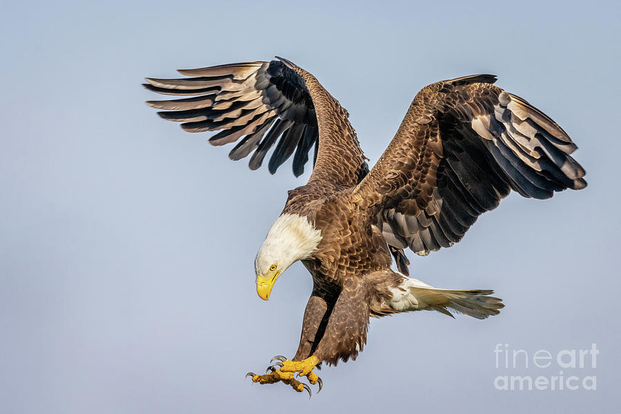 Eagle Approach for Landing Photograph by Tom Claud