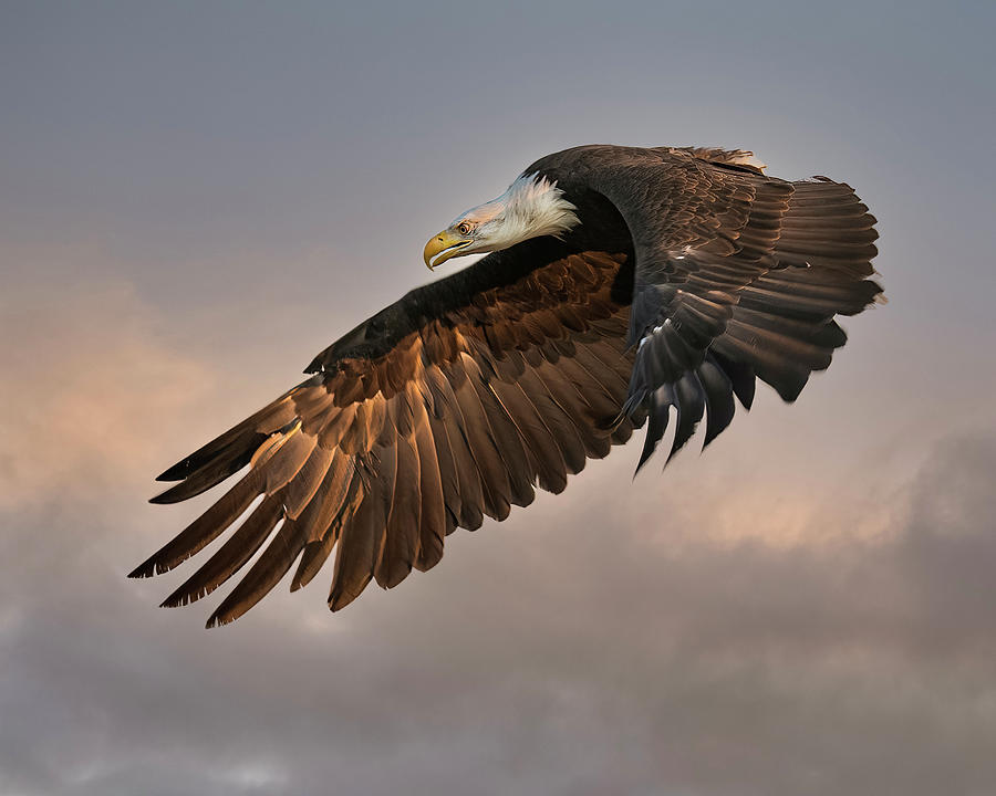 Eagle at Dawn Photograph by Dawn Key