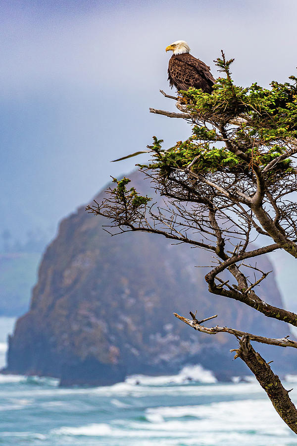 Eagle at Haystack Rock Photograph by Erin K Images