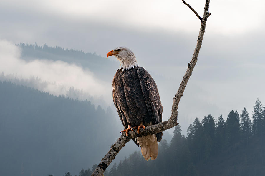 Eagle at Lake Coeur DAlene Photograph by Matthew Nelson