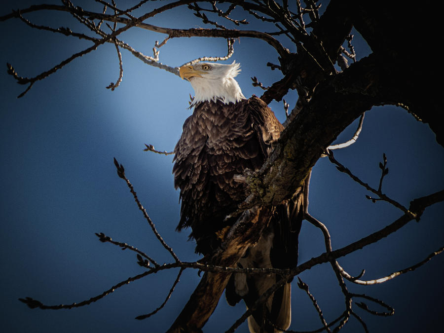 Eagle At Night Photograph by Phil S Addis