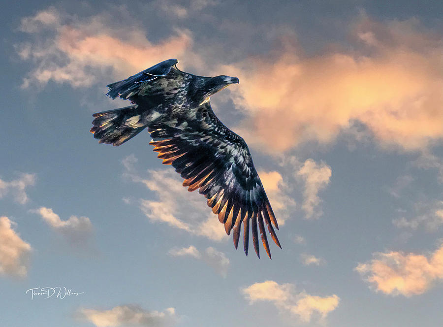 Eagle at Sunset Photograph by Theresa D Williams