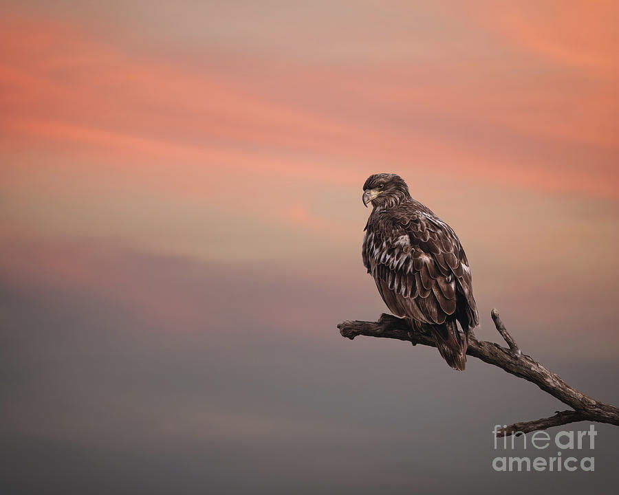 Eagle at sunset Photograph by Travis Patenaude