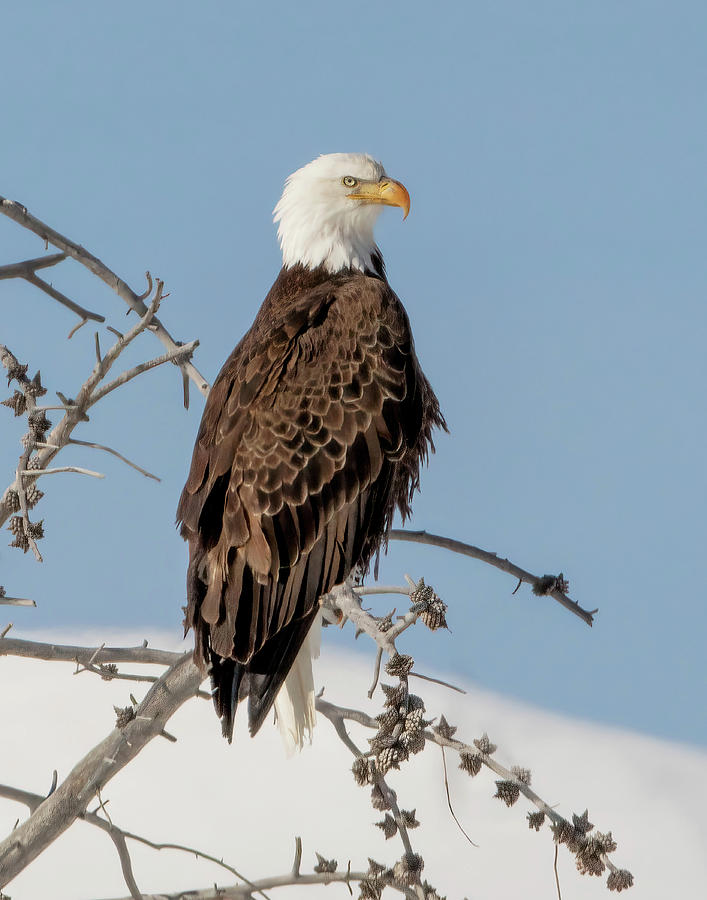 Eagle at Yellowstone Photograph by Jack Bell
