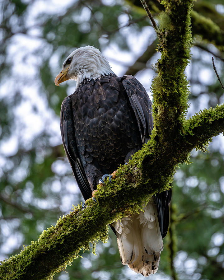 Eagle Attitude Photograph by Clinton Ward
