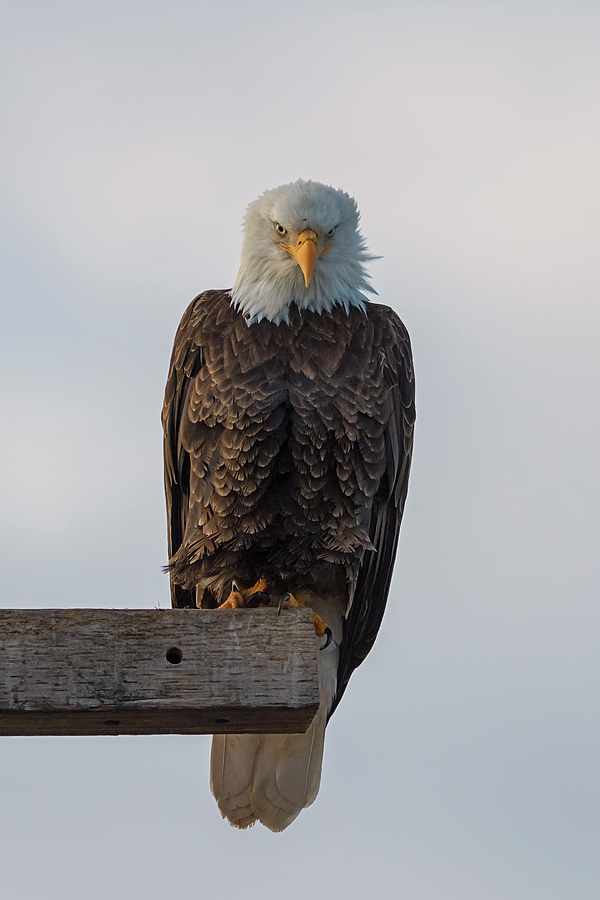 Eagle Attitude Photograph by Loree Johnson