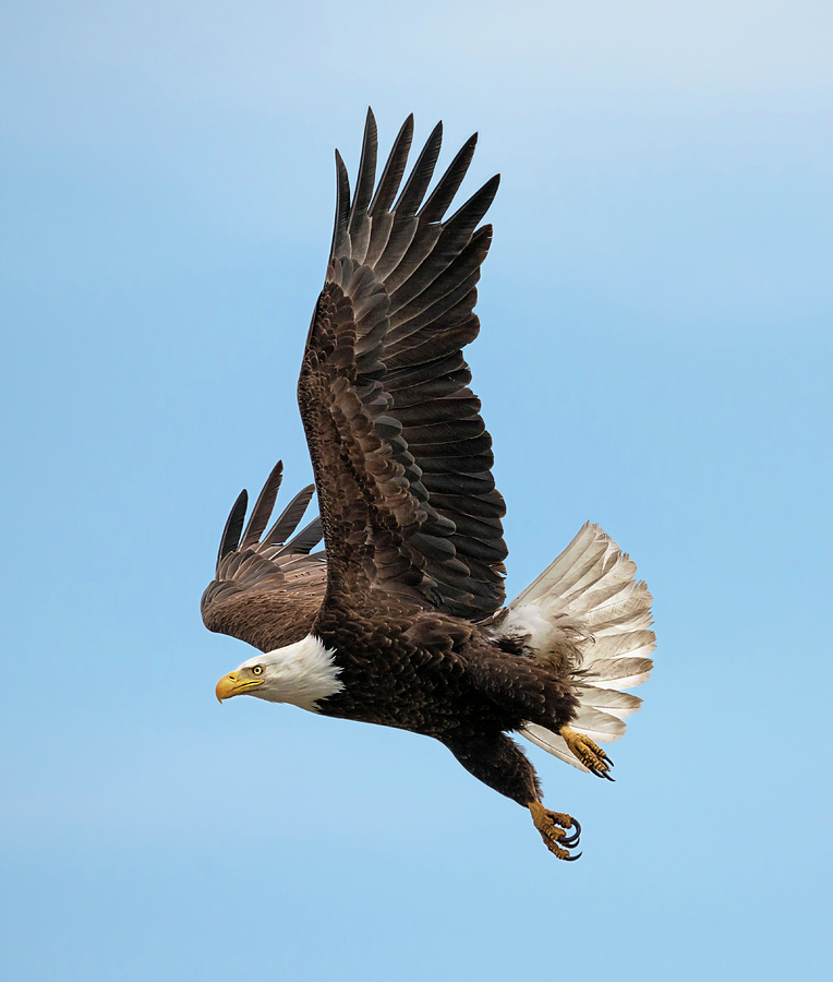 Eagle Away Photograph by Loree Johnson