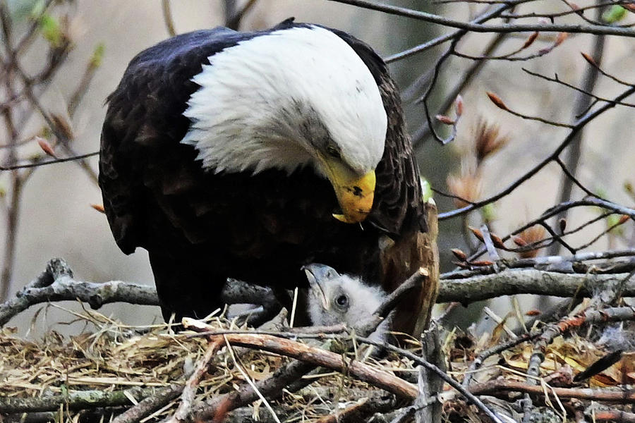 Eagle Baby Photograph by Gary Traveny - Fine Art America