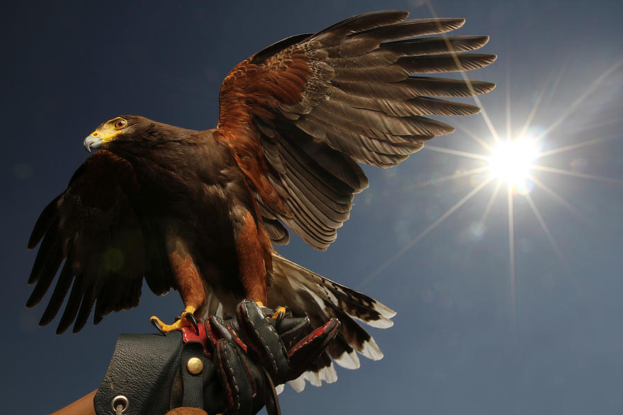 Eagle Backlight Photograph by Arturogi