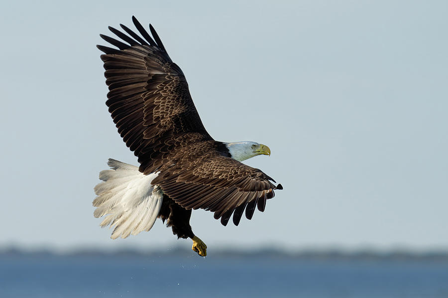 Eagle Banking Photograph by Jim Miller