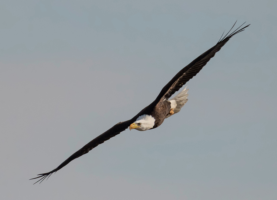 Bald Eagle Photograph - Eagle Banking Right by Loree Johnson