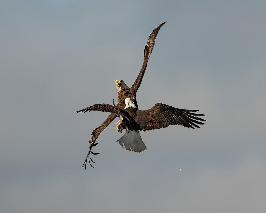 Eagle Battle Photograph by Justin Battles