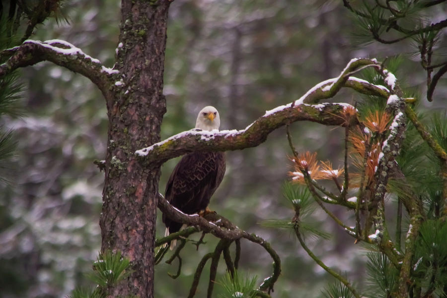 Eagle Behind A Branch Photograph