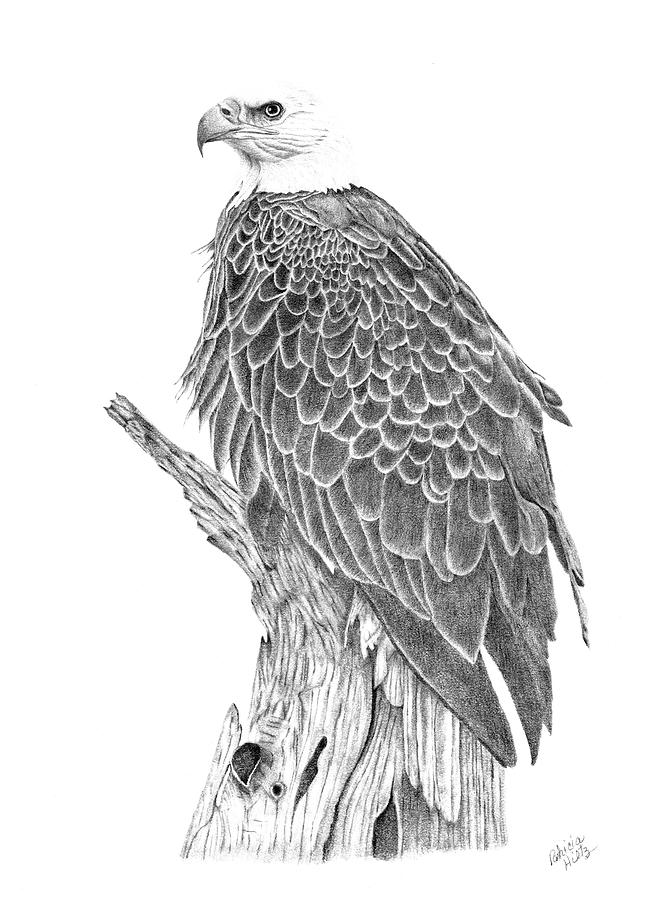 Eagle Drawing - Eagle-Bird of Prey by Patricia Hiltz