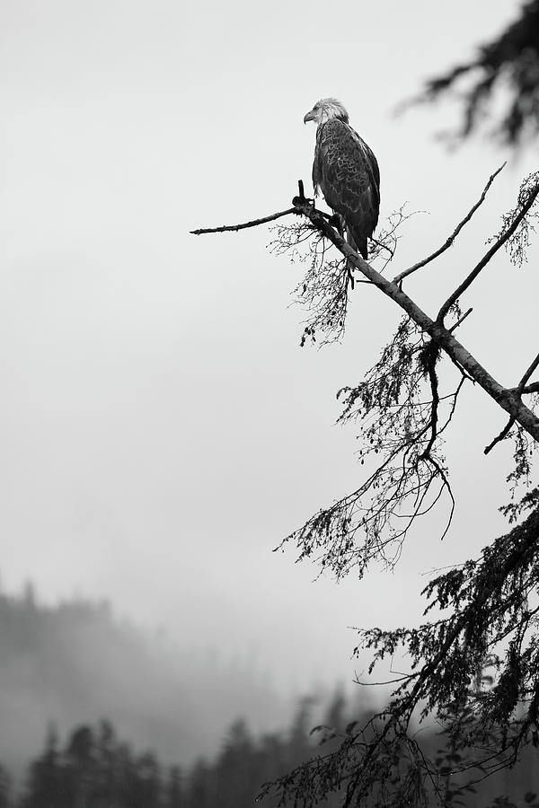 Eagle Black and White Photograph by Michael Rauwolf