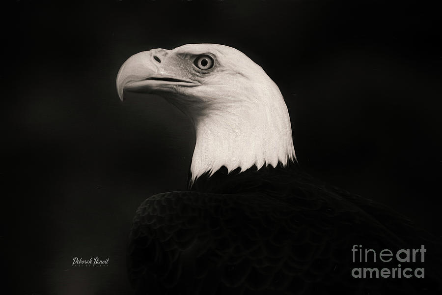 Eagle BW Photograph by Deborah Benoit