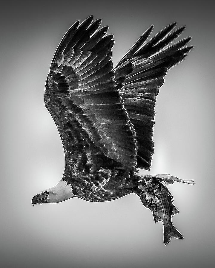 Eagle Catch in Black and White Photograph by David Wagenblatt