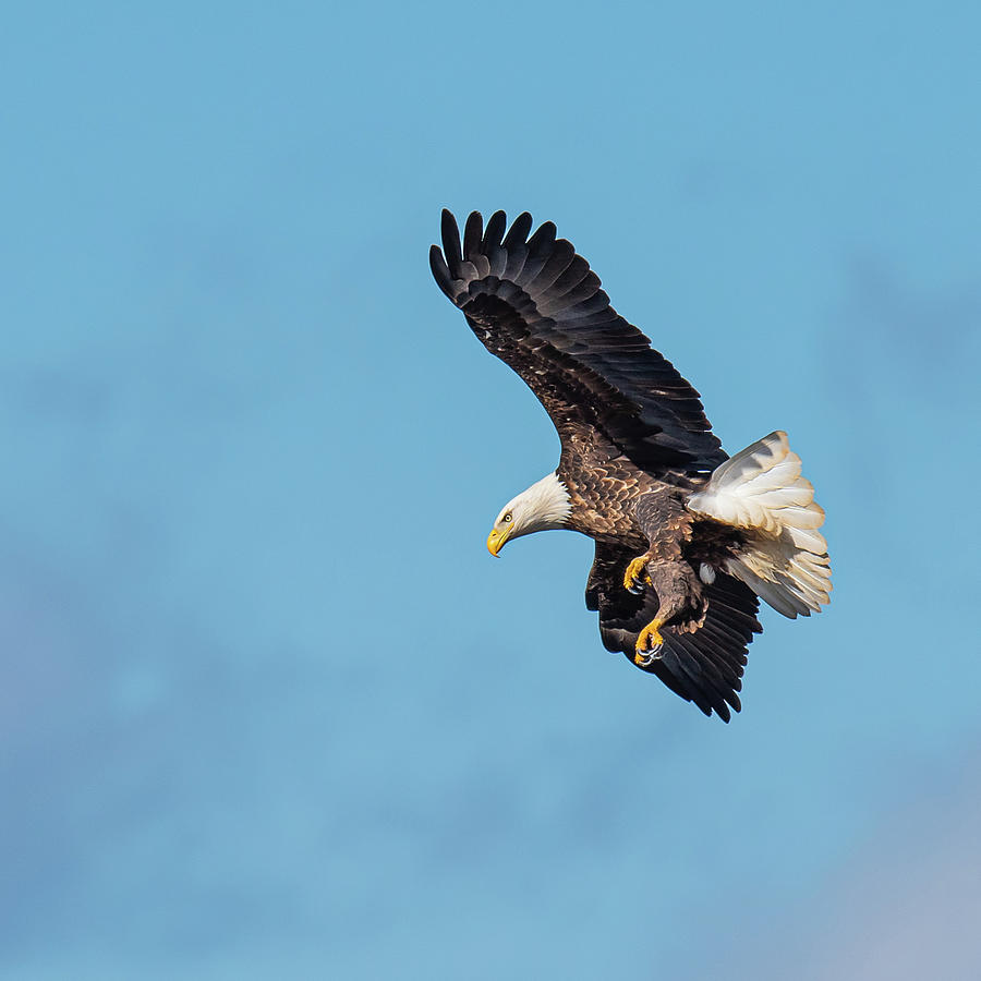 Eagle Claws Photograph by Paul Freidlund