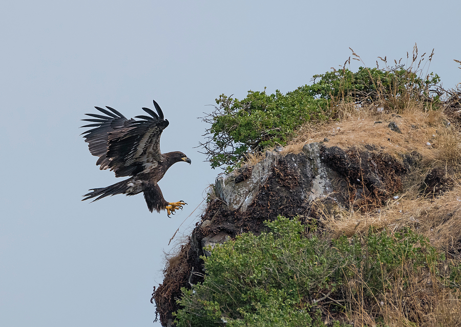 Eagle Cliffside Landing Photograph by Loree Johnson