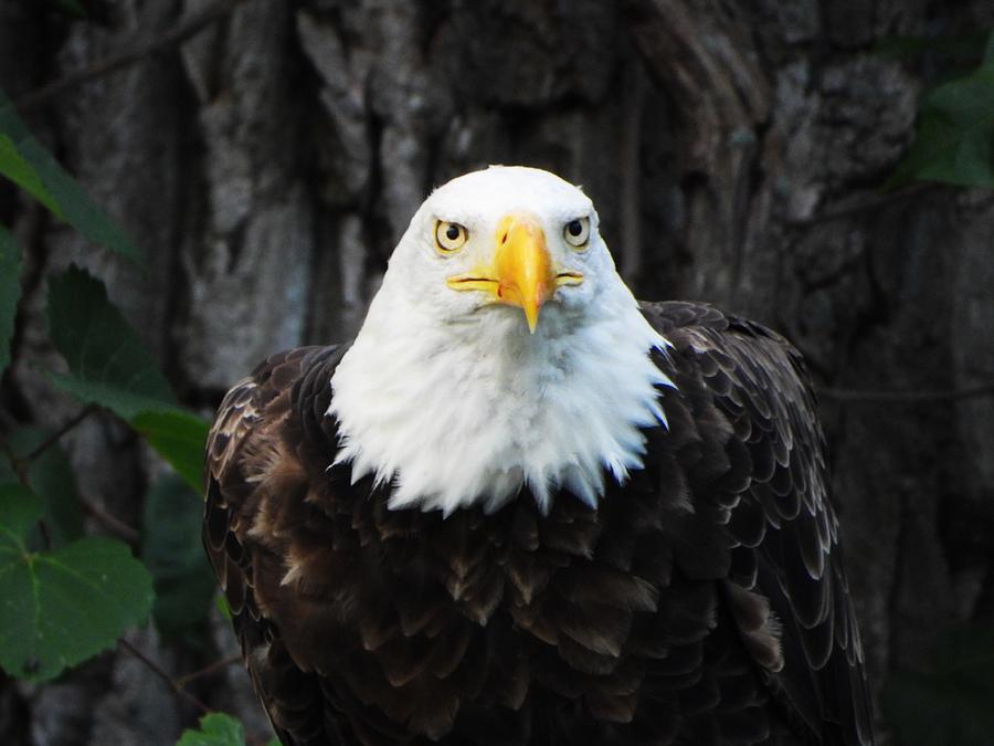 Eagle Close Up Photo Photograph by Arlene Butcher - Fine Art America