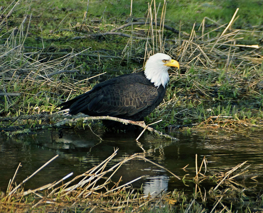 Eagle cooling off Photograph by Sean Henderson