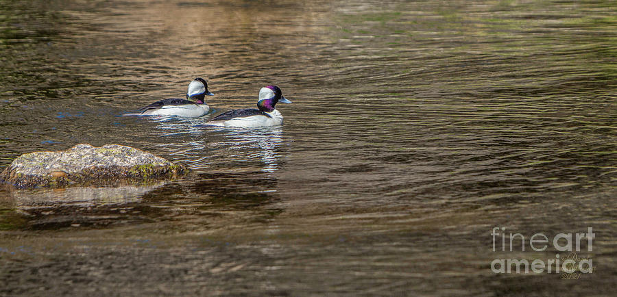 Eagle Crest Oregon, Spring, Ducks, Photograph by David Millenheft
