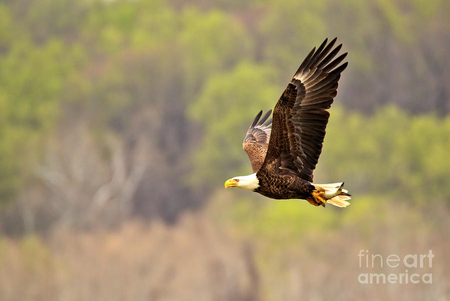 Eagle Cruising After Fishing Photograph by Adam Jewell