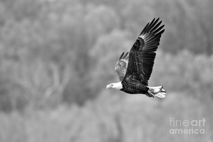 Eagle Cruising After Fishing Black And White Photograph by Adam Jewell