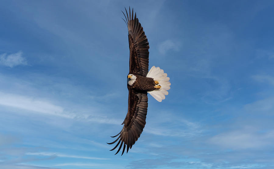 Bald Eagle Photograph - Eagle by Dan Alfson