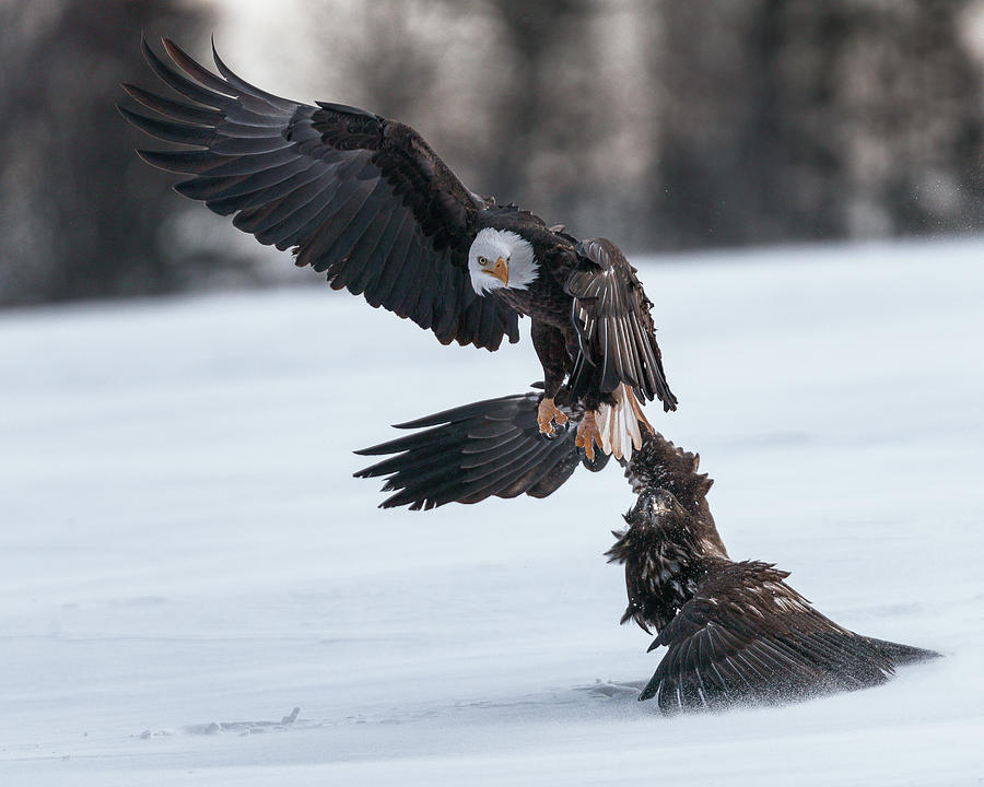 Bird Photograph - Eagle dance by Murray Rudd