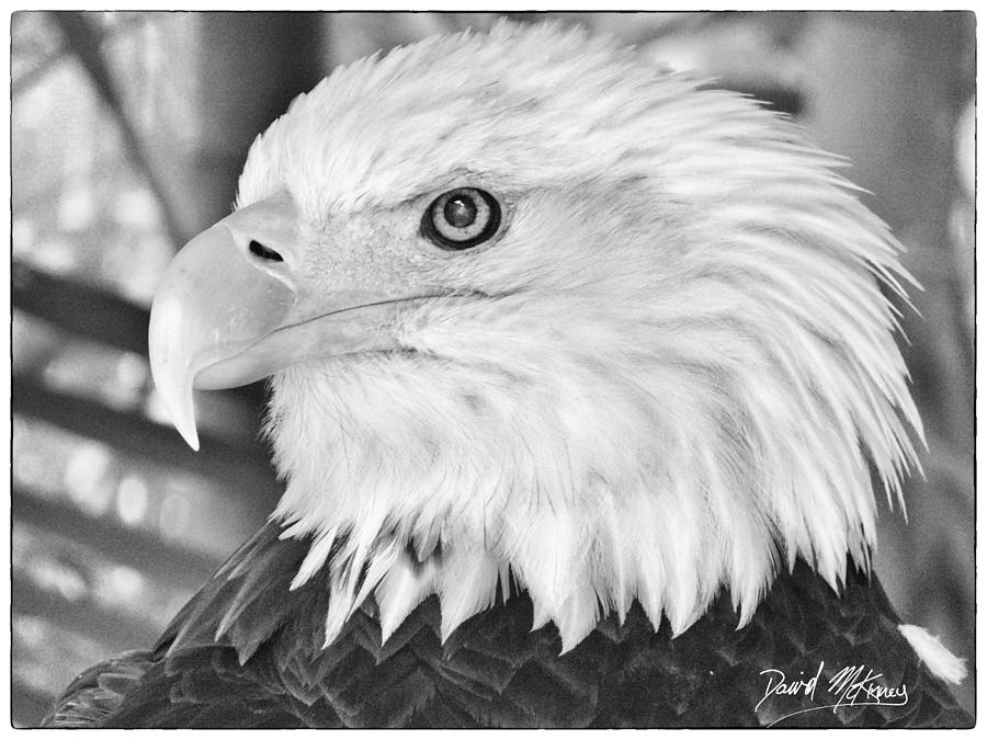 Bird Photograph - Eagle by David McKinney