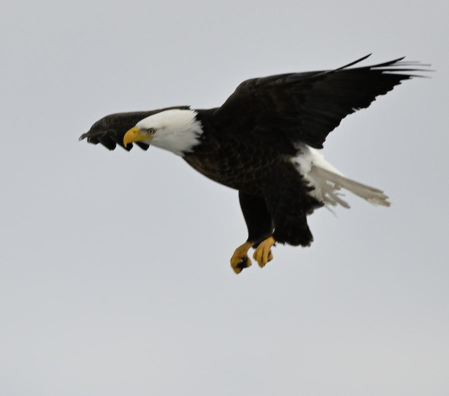 Eagle Descenty Photograph by Jeffrey PERKINS
