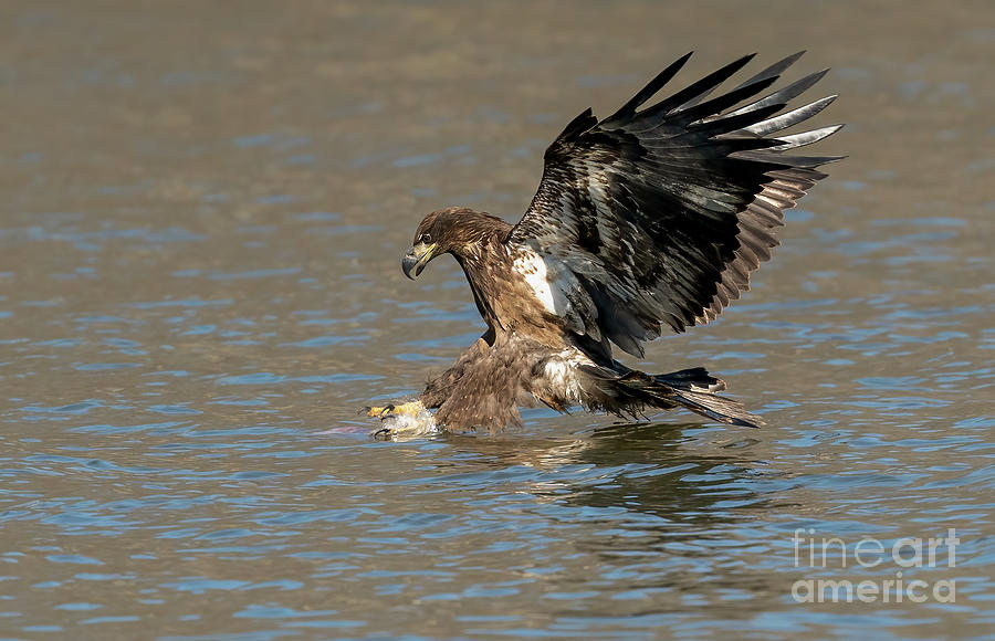 Eagle diving into water  Photograph by Sam Rino