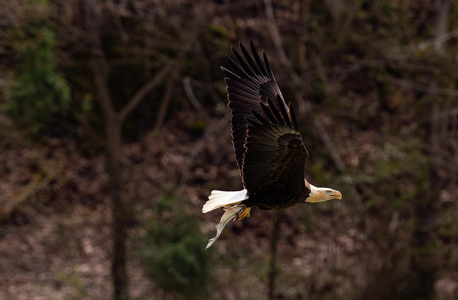 Eagle Photograph by Doug McPherson