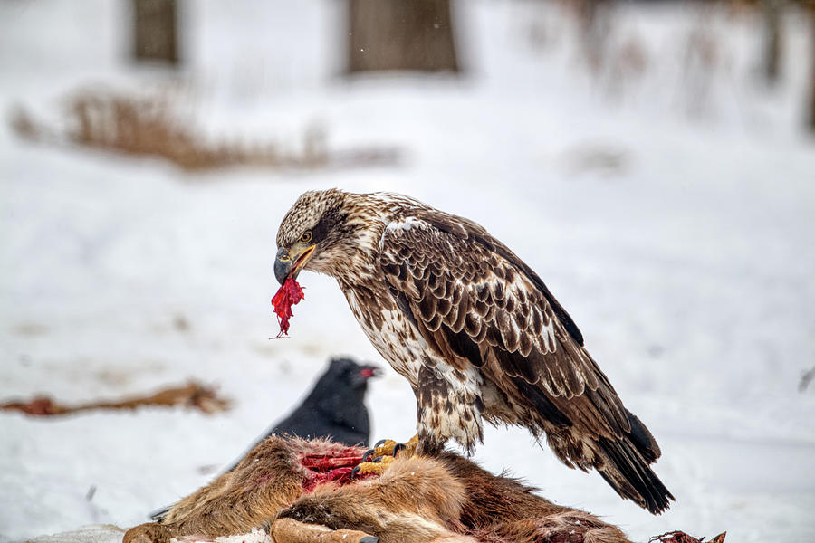 Eagle Eating Photograph by Paul Freidlund