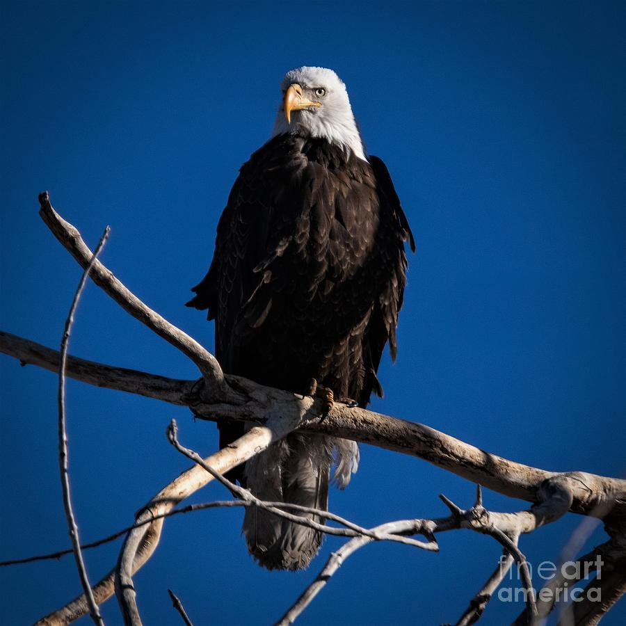 Eagle Eye Photograph by Dlamb Photography