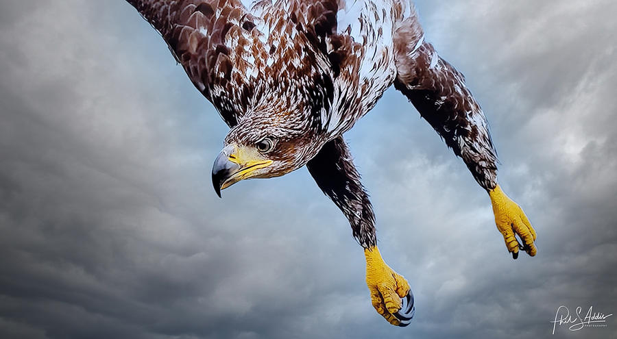 Eagle Eye Focused Photograph by Phil S Addis