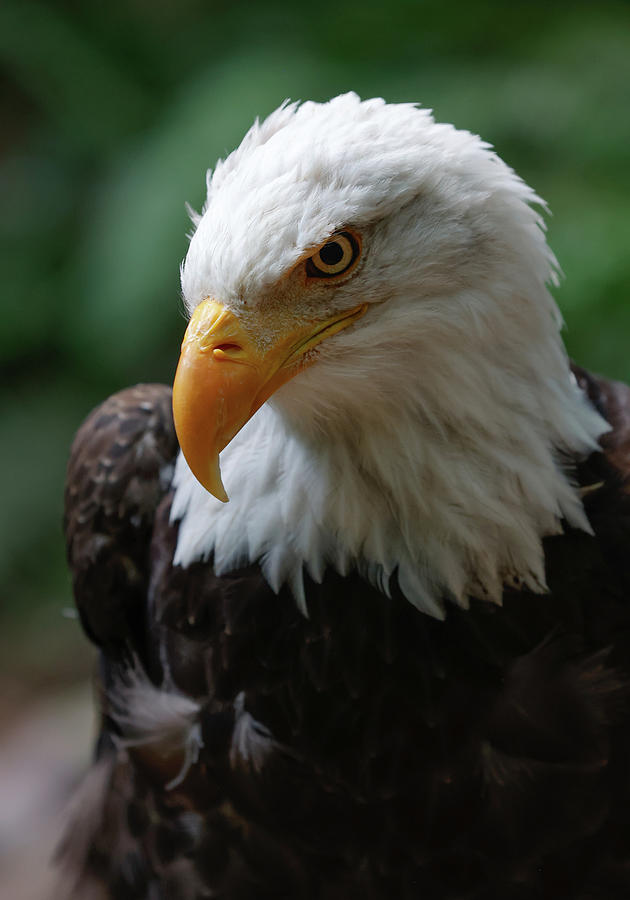 Eagle Eye III Photograph by Athena Mckinzie - Fine Art America