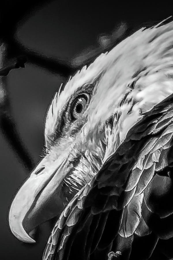 Eagle Eye in Black and White Photograph by David Wagenblatt
