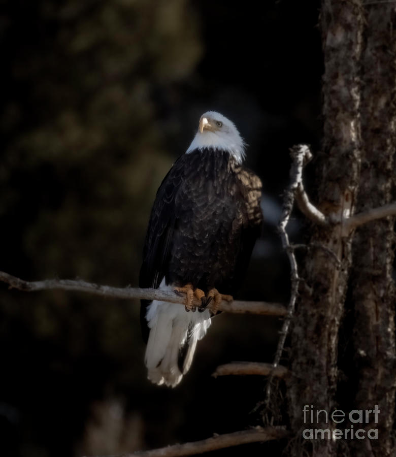 Eagle Eye In Eleven Mile Canyon Photograph